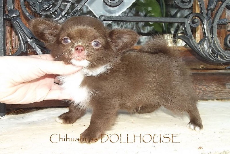 Dollhouse - Chihuahua - Portée née le 23/10/2015