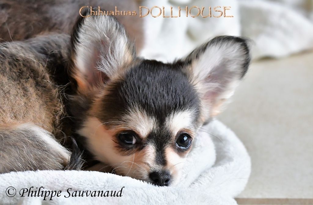 Dollhouse - Chihuahua - Portée née le 02/10/2019
