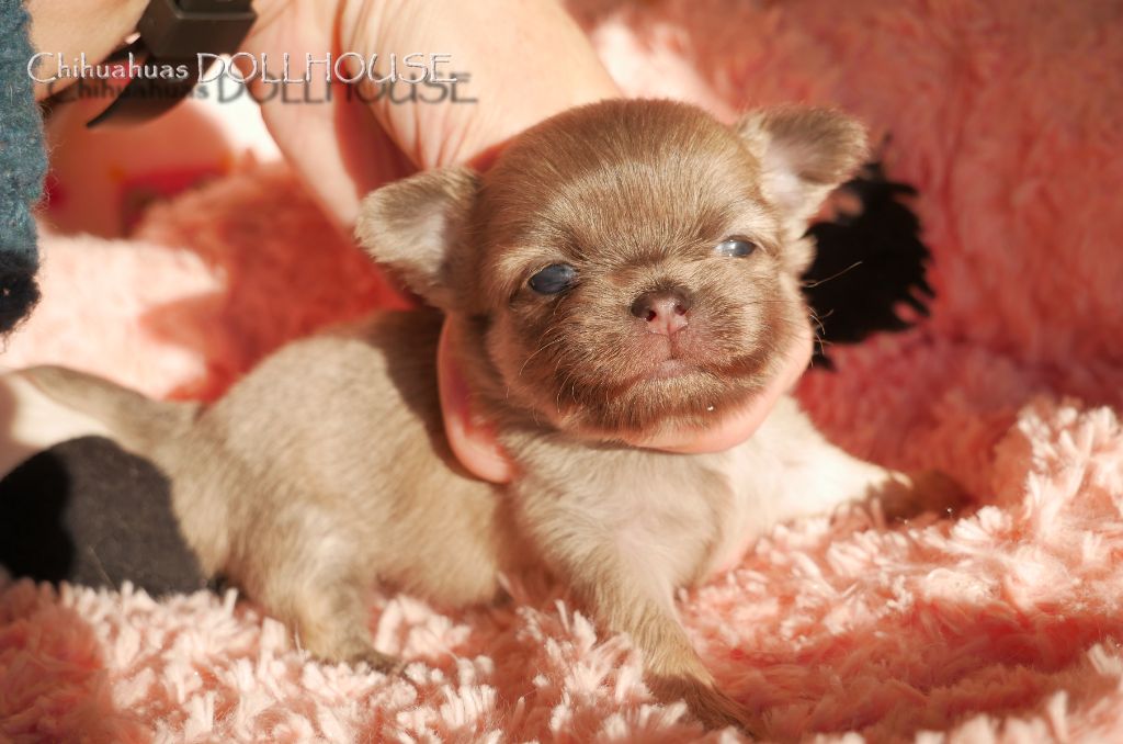 Dollhouse - Chiot disponible  - Chihuahua