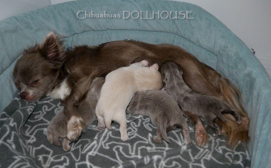 Dollhouse - Chihuahua - Portée née le 01/10/2019