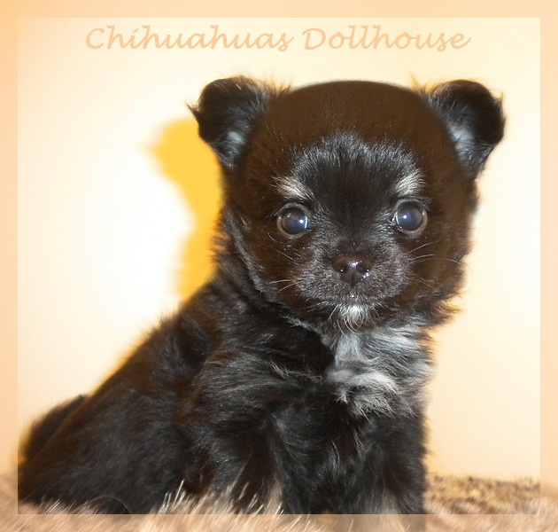 Dollhouse - Chihuahua - Portée née le 08/12/2012
