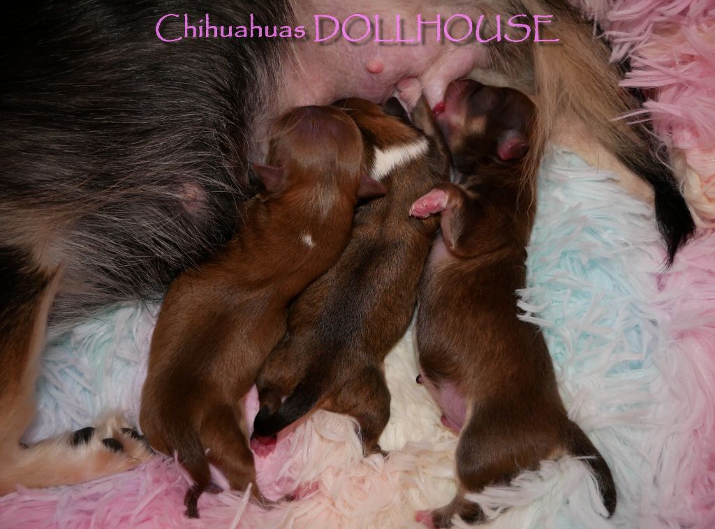 chiot Chihuahua Dollhouse