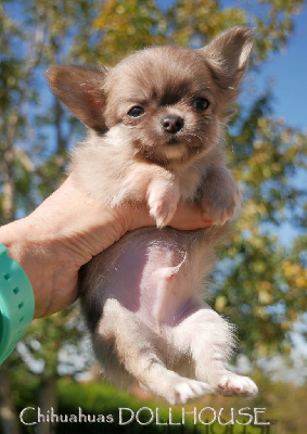 Mini chiot mâle blue fanw poil long au LOF