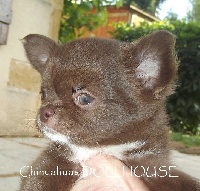 CHIOT