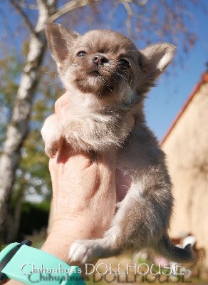 Mini chiot mâle blue fanw poil long au LOF