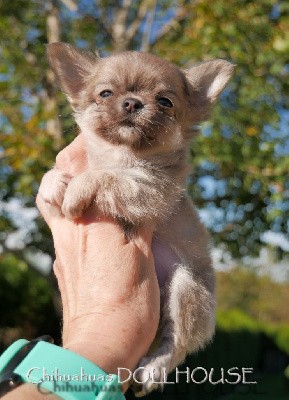 Mini chiot mâle blue fanw poil long au LOF