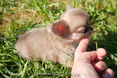 Mini chiot mâle blue fanw poil long au LOF