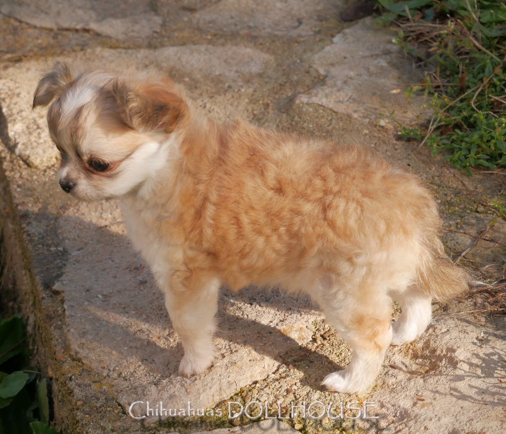 Dollhouse - Chiot disponible  - Chihuahua