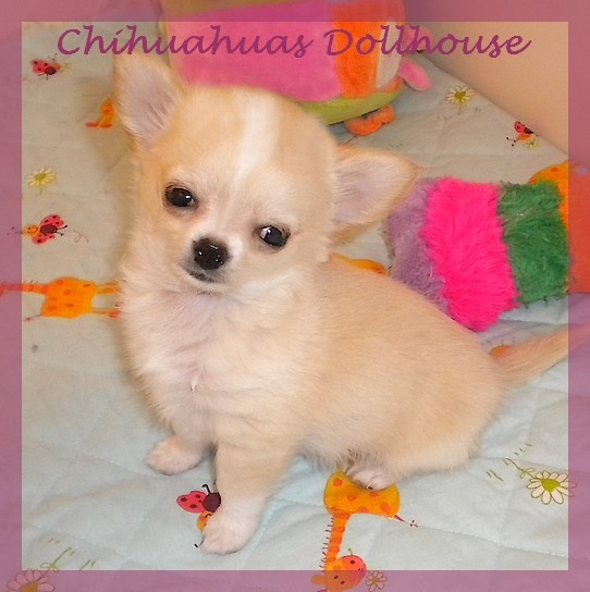 Dollhouse - Chihuahua - Portée née le 19/09/2012