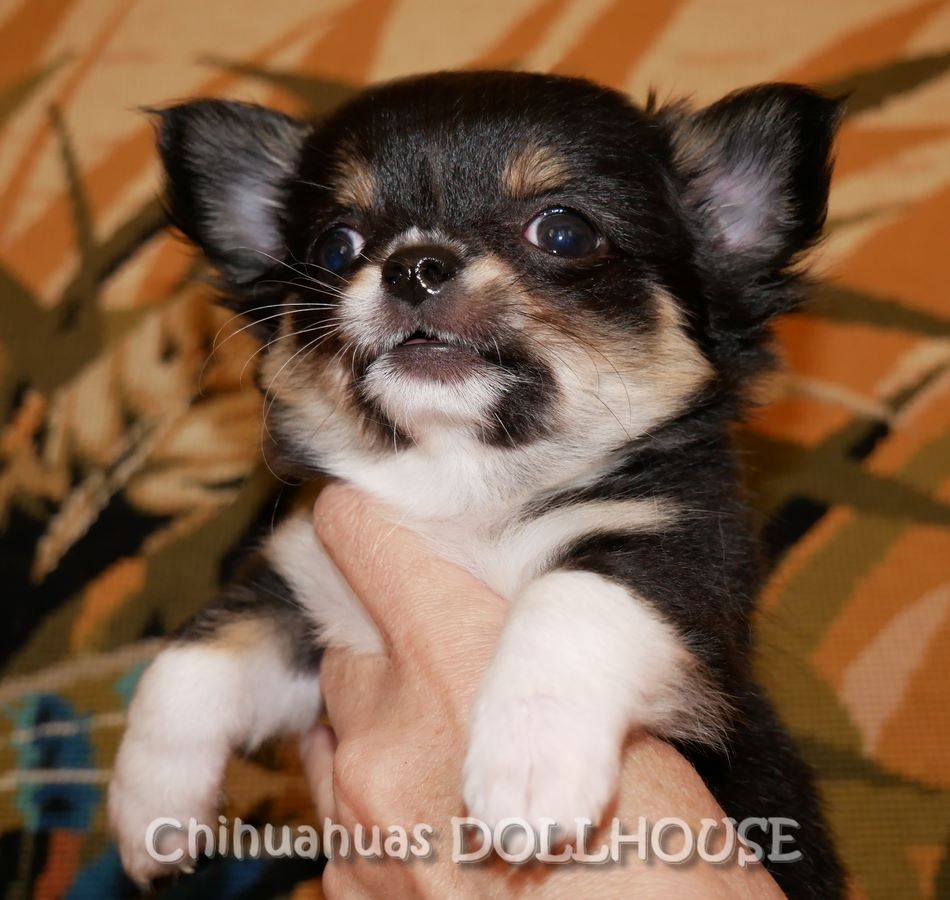 Dollhouse - Chihuahua - Portée née le 21/03/2017