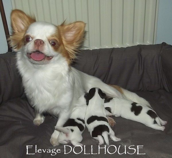 Dollhouse - Chihuahua - Portée née le 06/04/2015