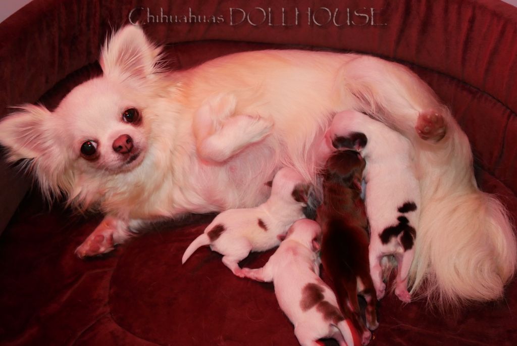 Dollhouse - Chihuahua - Portée née le 21/04/2019