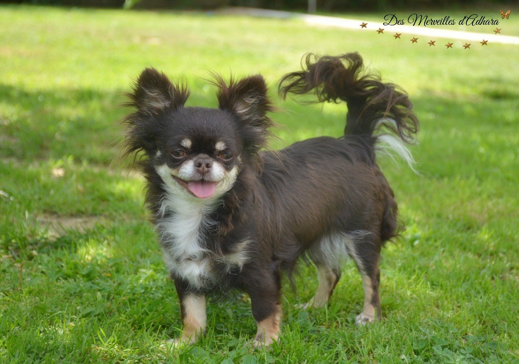 Dollhouse Jolie tina