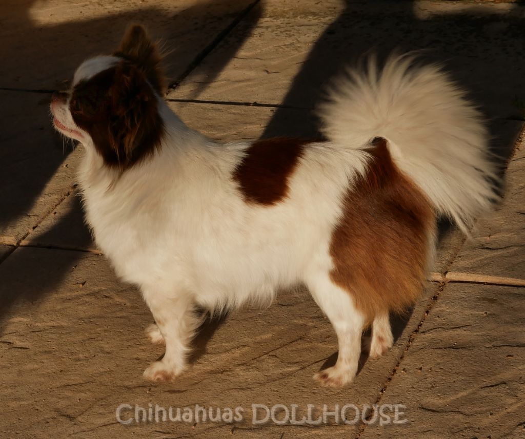 Dollhouse Luciole