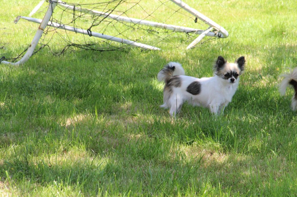 Dollhouse Native pride