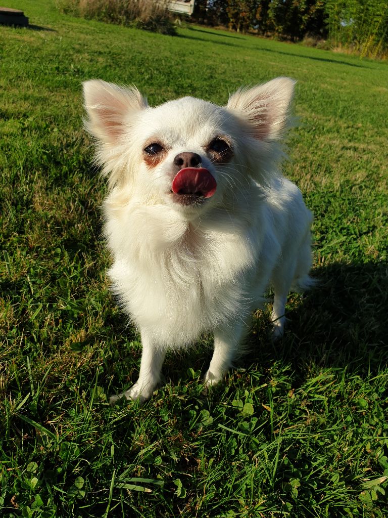 Dollhouse Oh ' maheva