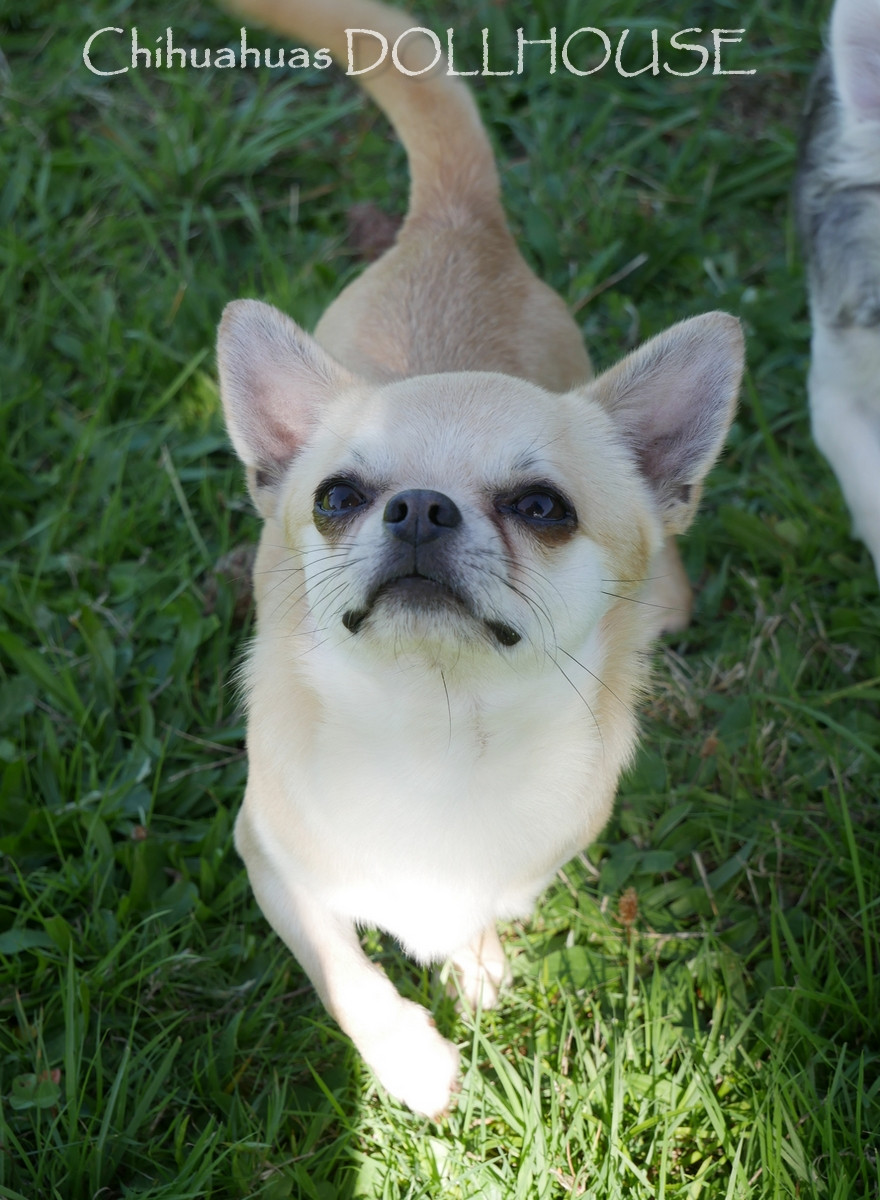 shah arpilin Ignatius (serguei)