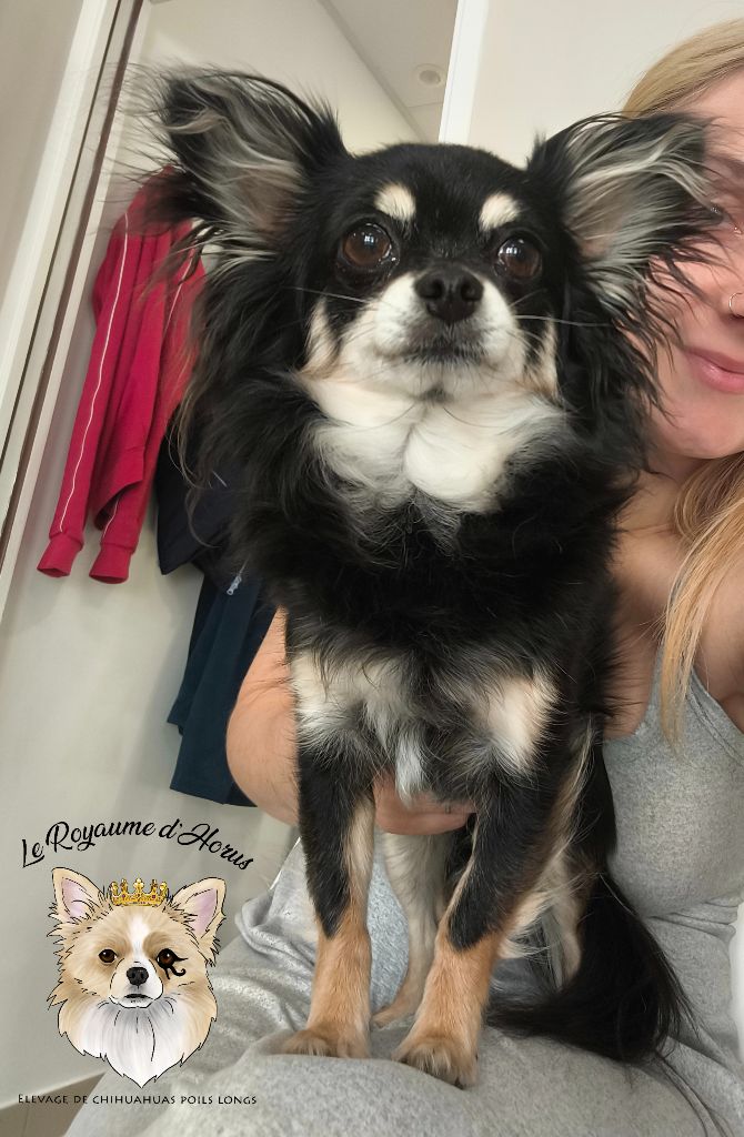 Princesse gaia Dollhouse