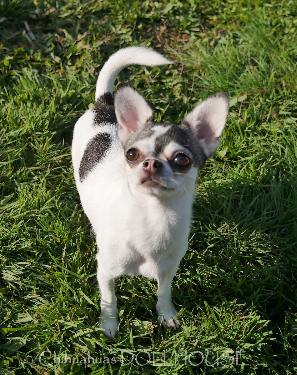 Valeska (Sans Affixe)