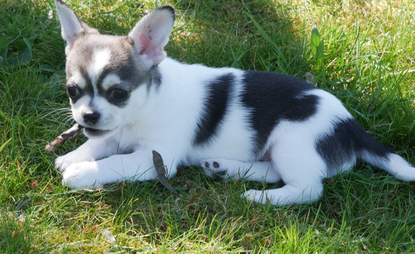 Deux petits mâles poil court bientôt disponibles !
