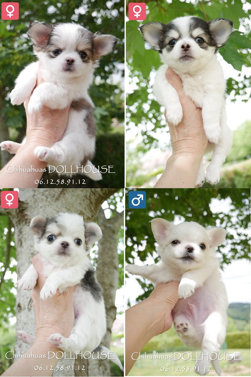 Magnifiques chiots marquage type Husky poil long bientôt disponibles !
