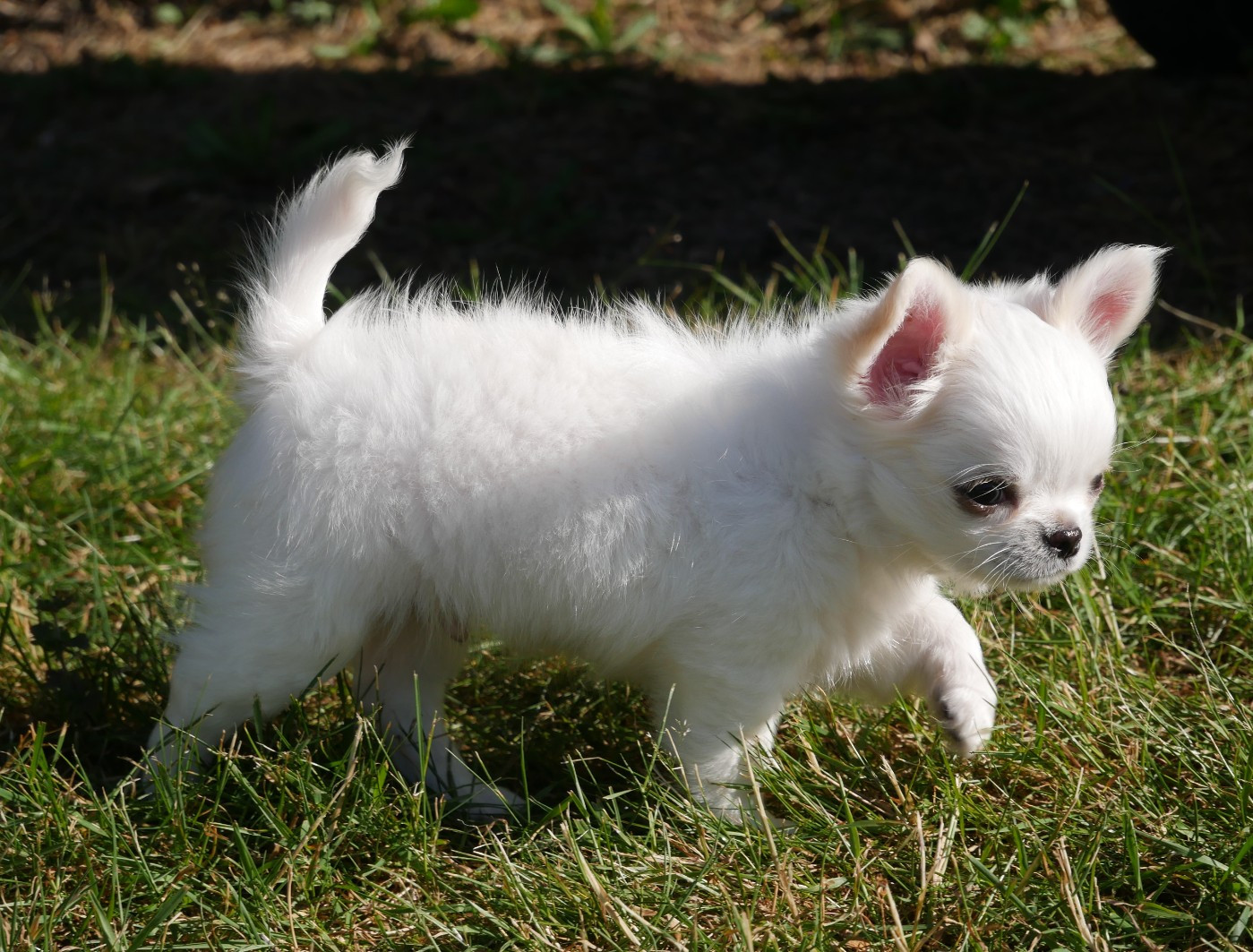 Dollhouse - Magnifiques chiots marquage type Husky poil long bientôt disponibles !