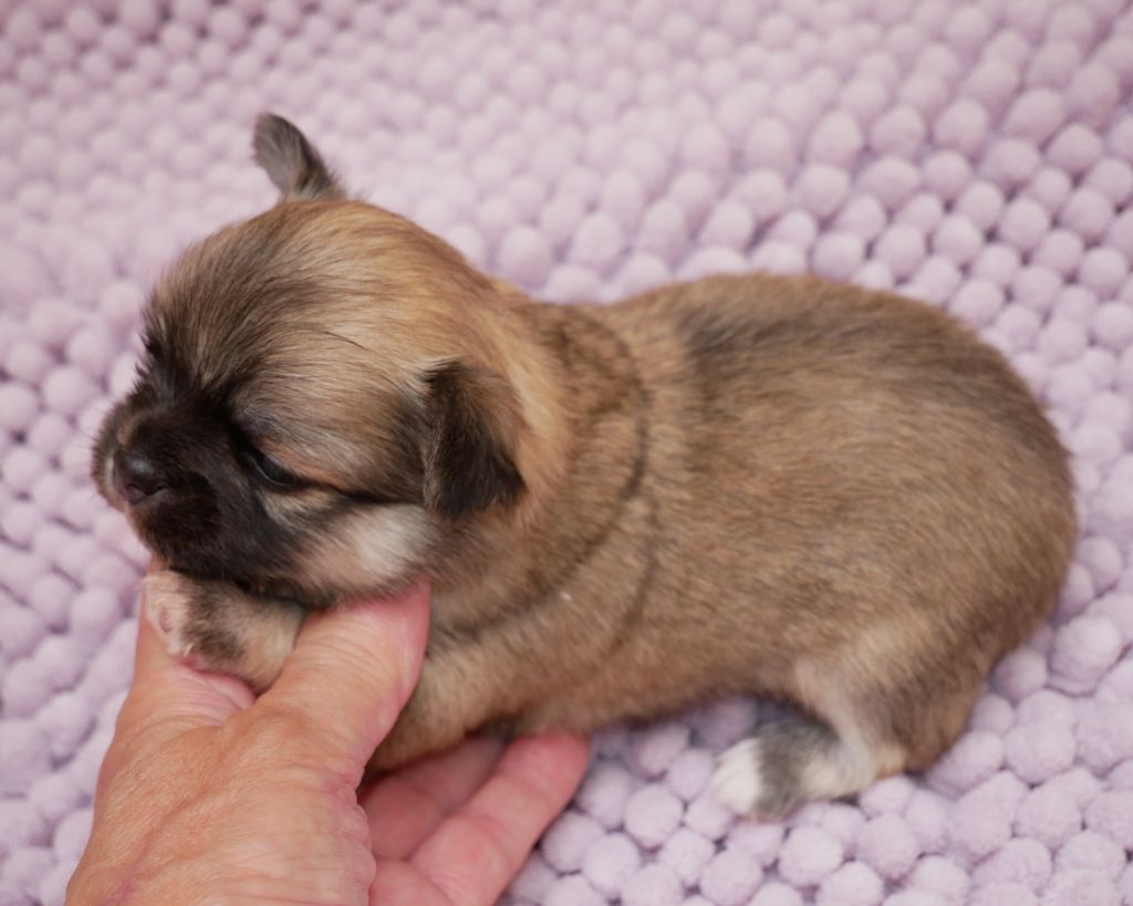 Dollhouse - Chiots disponibles - Chihuahua