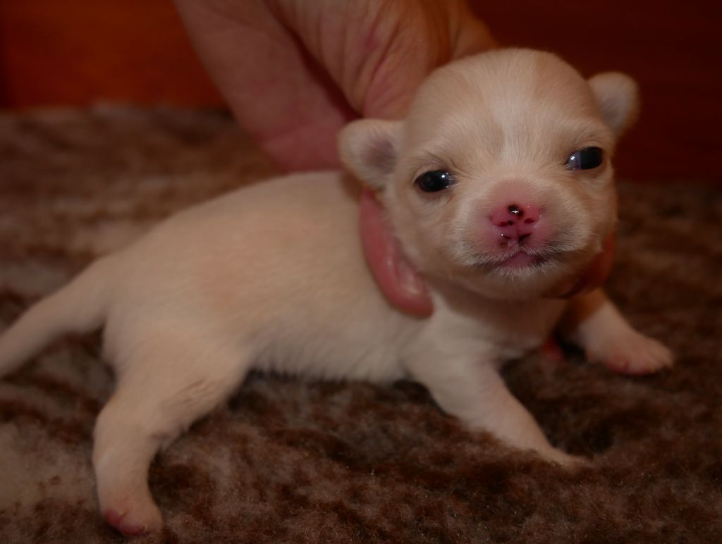 Dollhouse - Chiots disponibles - Chihuahua