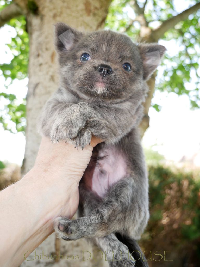 Dollhouse - Chiots disponibles - Chihuahua