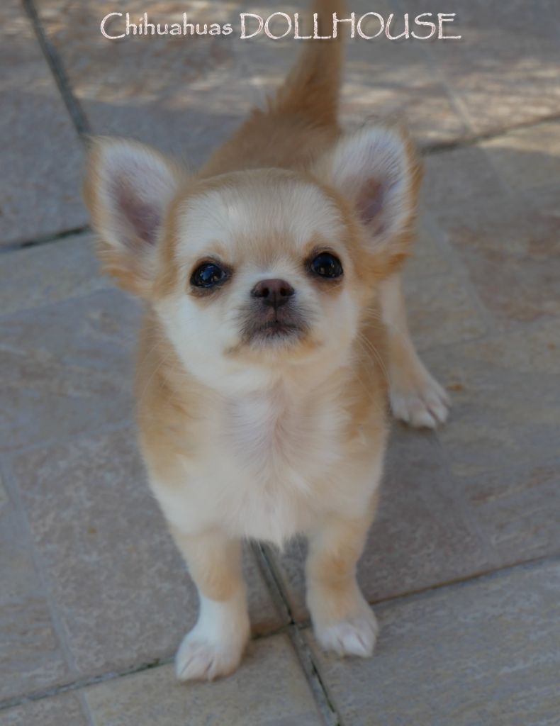 Dollhouse - Chiots disponibles - Chihuahua