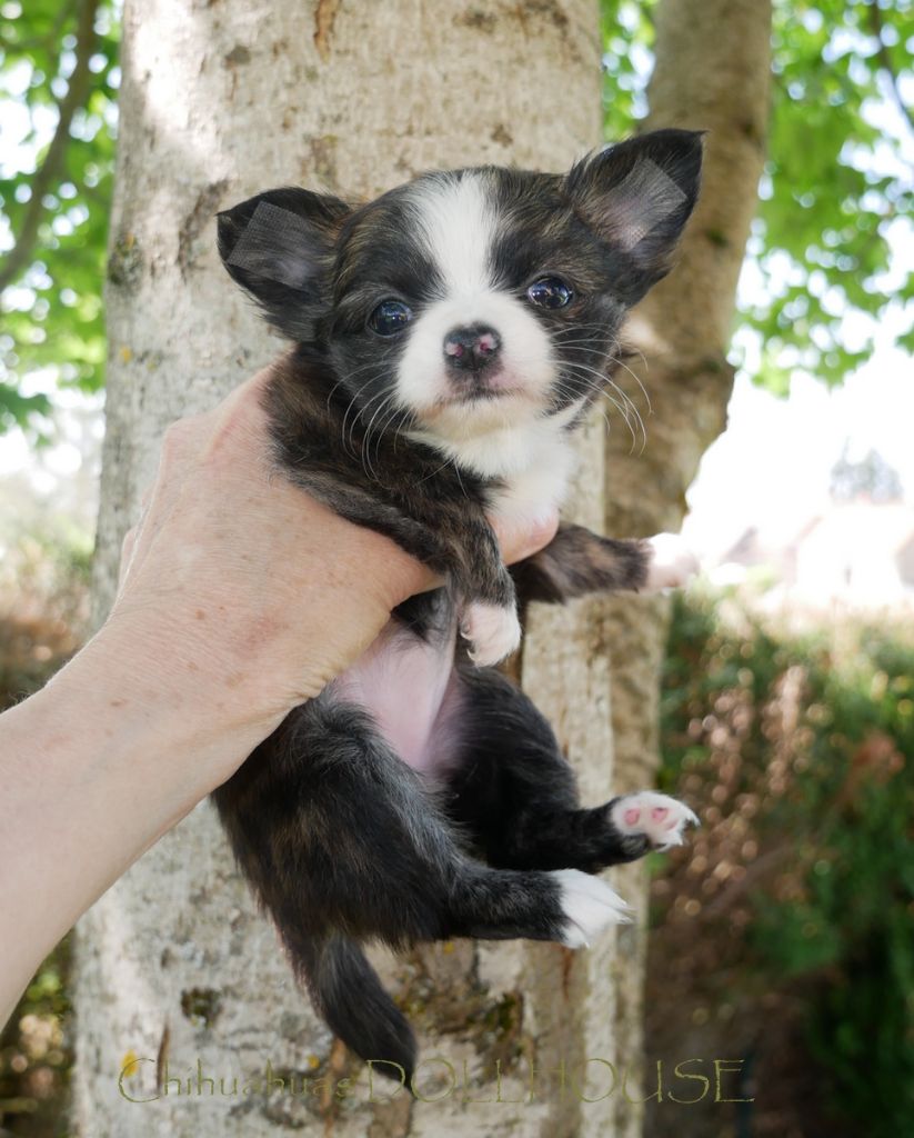 Dollhouse - Chiots disponibles - Chihuahua