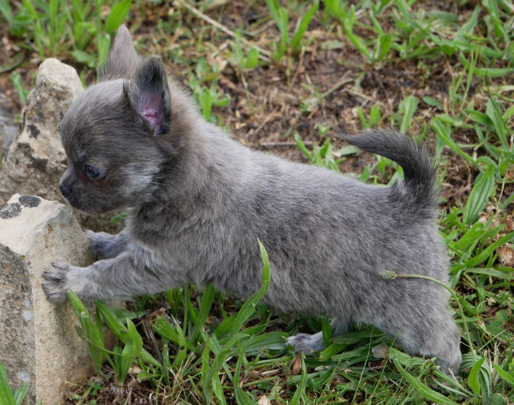 Dollhouse - Chiots disponibles - Chihuahua