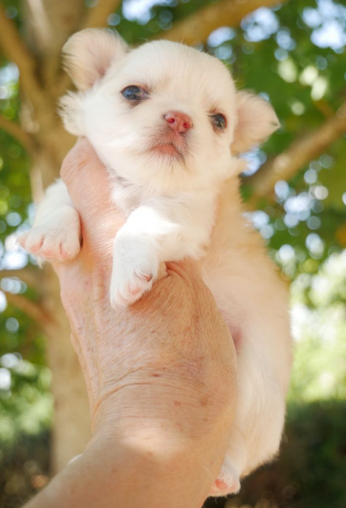 Dollhouse - Chiots disponibles - Chihuahua