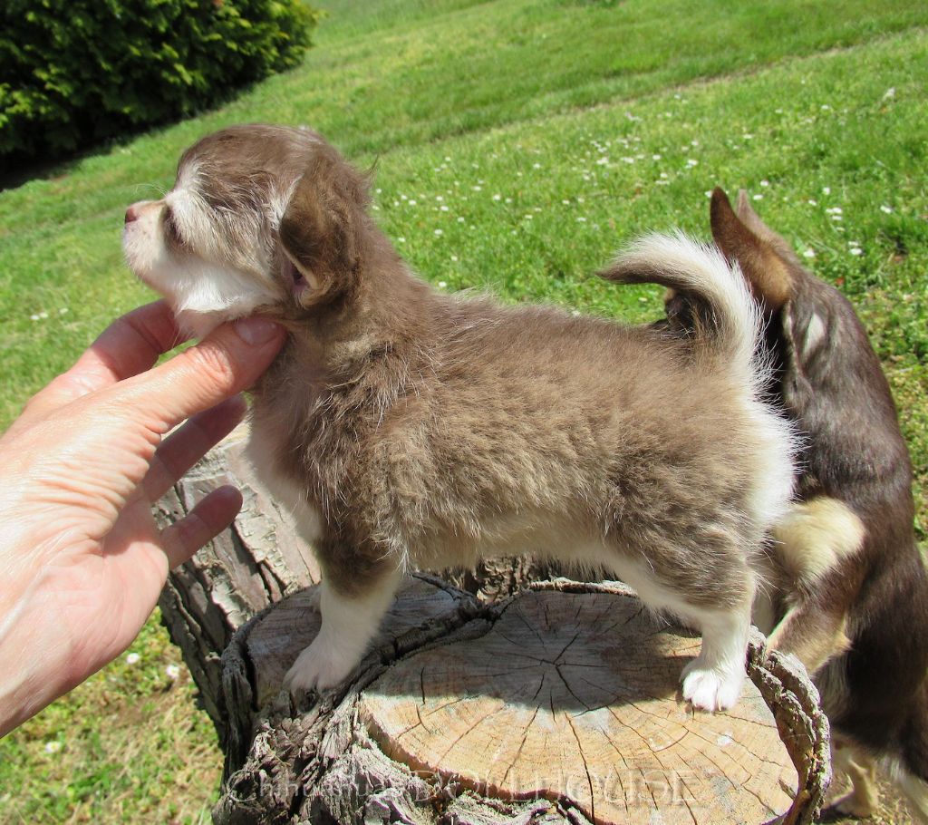 Chiot Chihuahua Dollhouse
