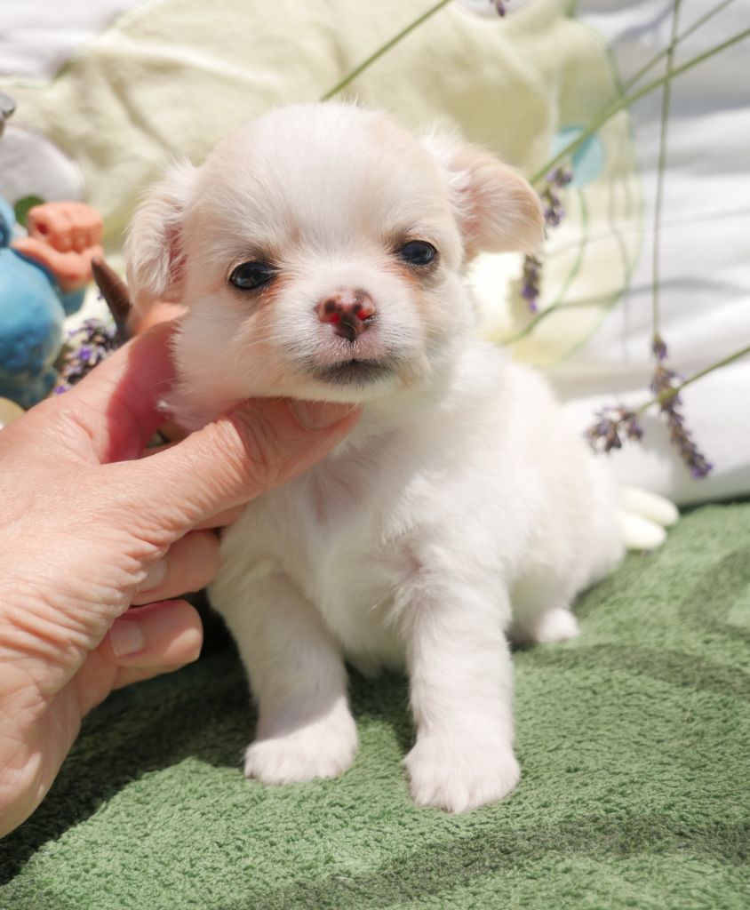 Dollhouse - Chiots disponibles - Chihuahua