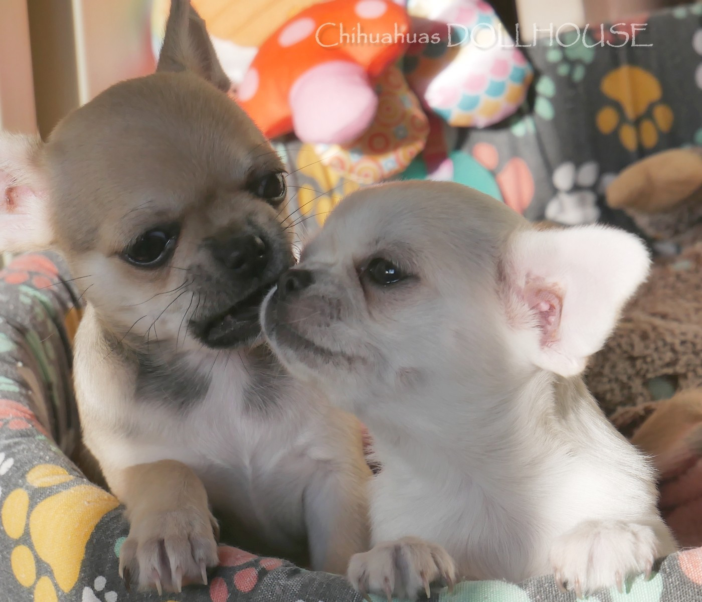 Dollhouse - Chihuahua - Portée née le 16/08/2025