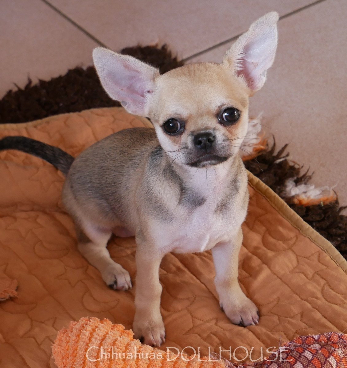 Dollhouse - Chiots disponibles - Chihuahua