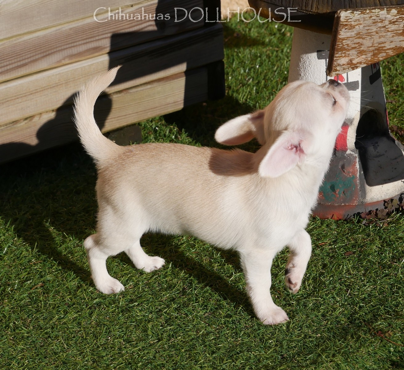 Dollhouse - Chiots disponibles - Chihuahua