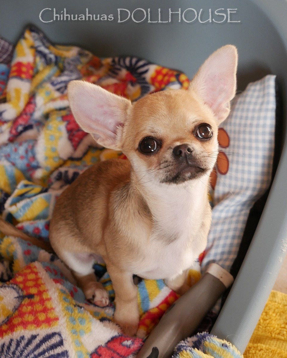 Dollhouse - Chiots disponibles - Chihuahua