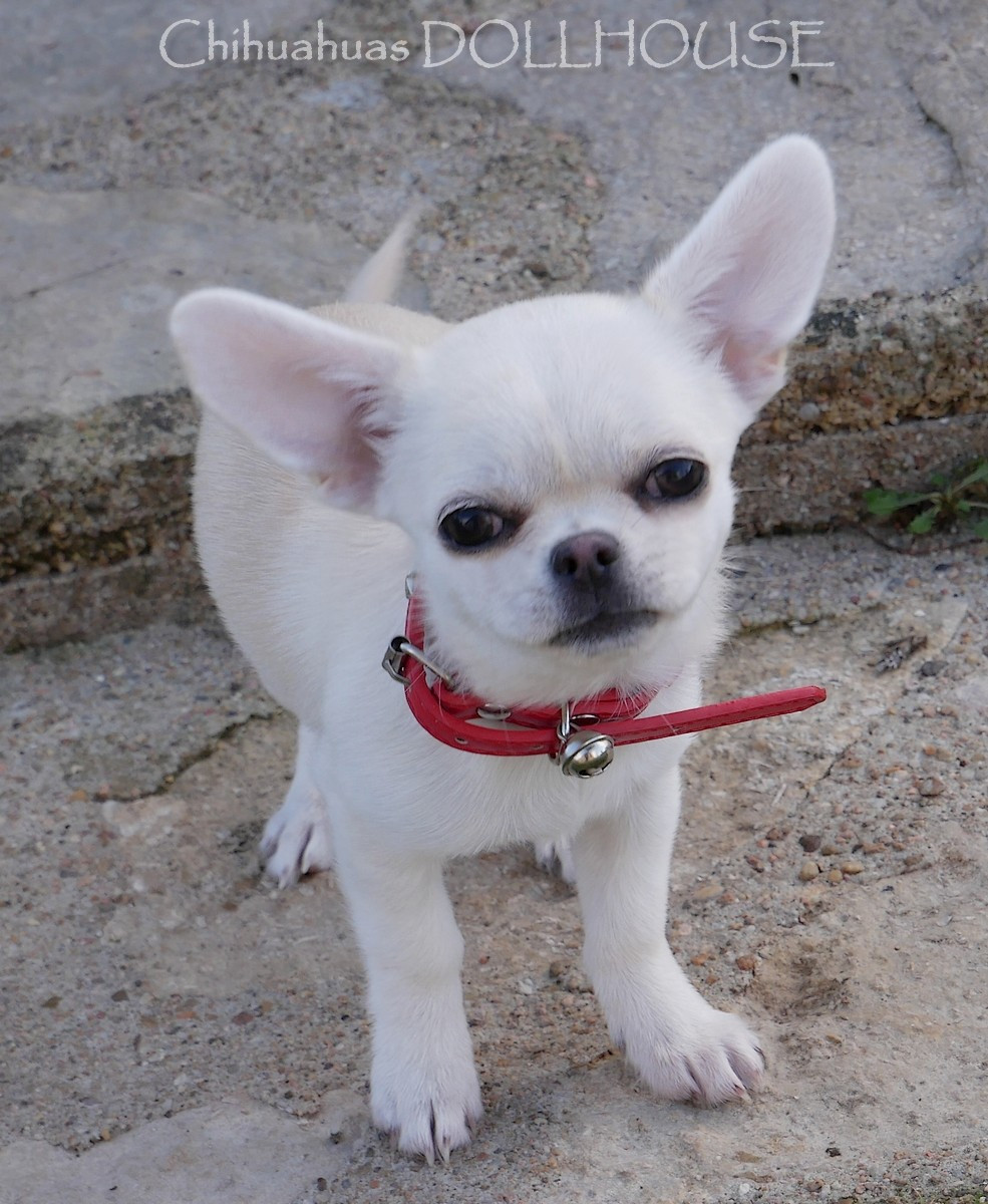 Dollhouse - Chiots disponibles - Chihuahua