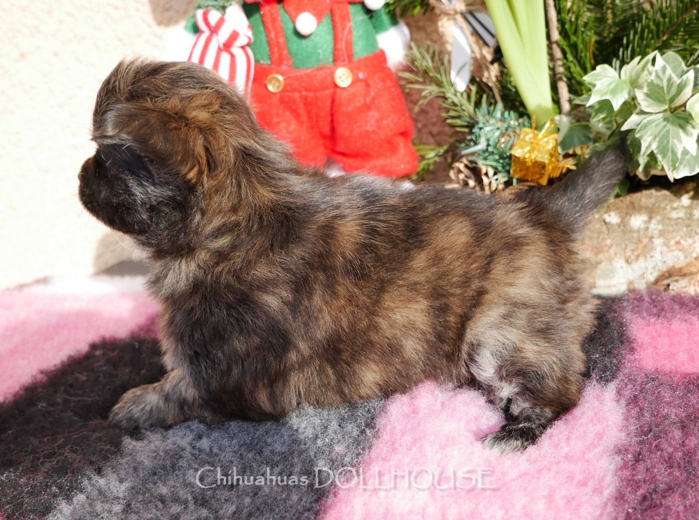 Dollhouse - Chiots disponibles - Chihuahua