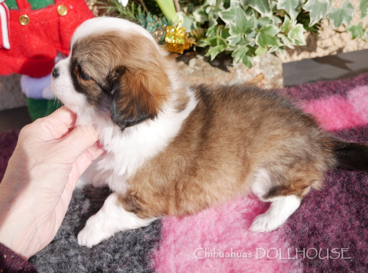 Dollhouse - Chiots disponibles - Chihuahua