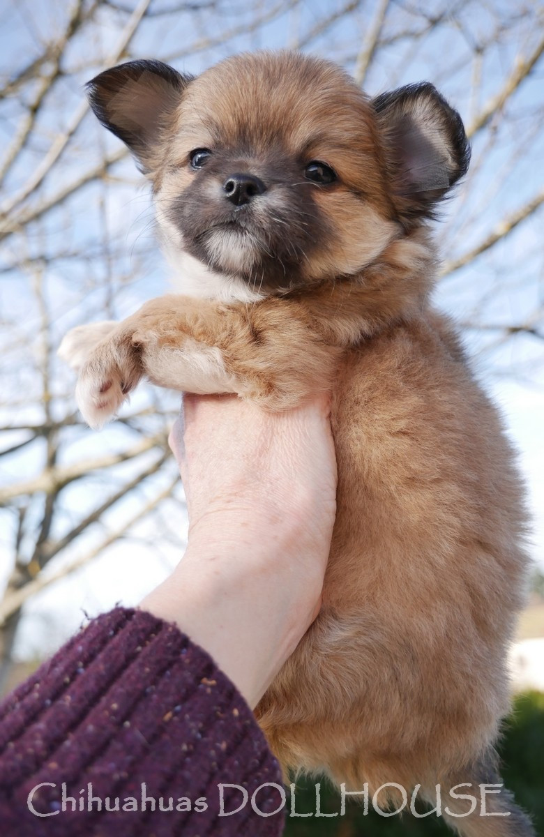 Dollhouse - Chiots disponibles - Chihuahua