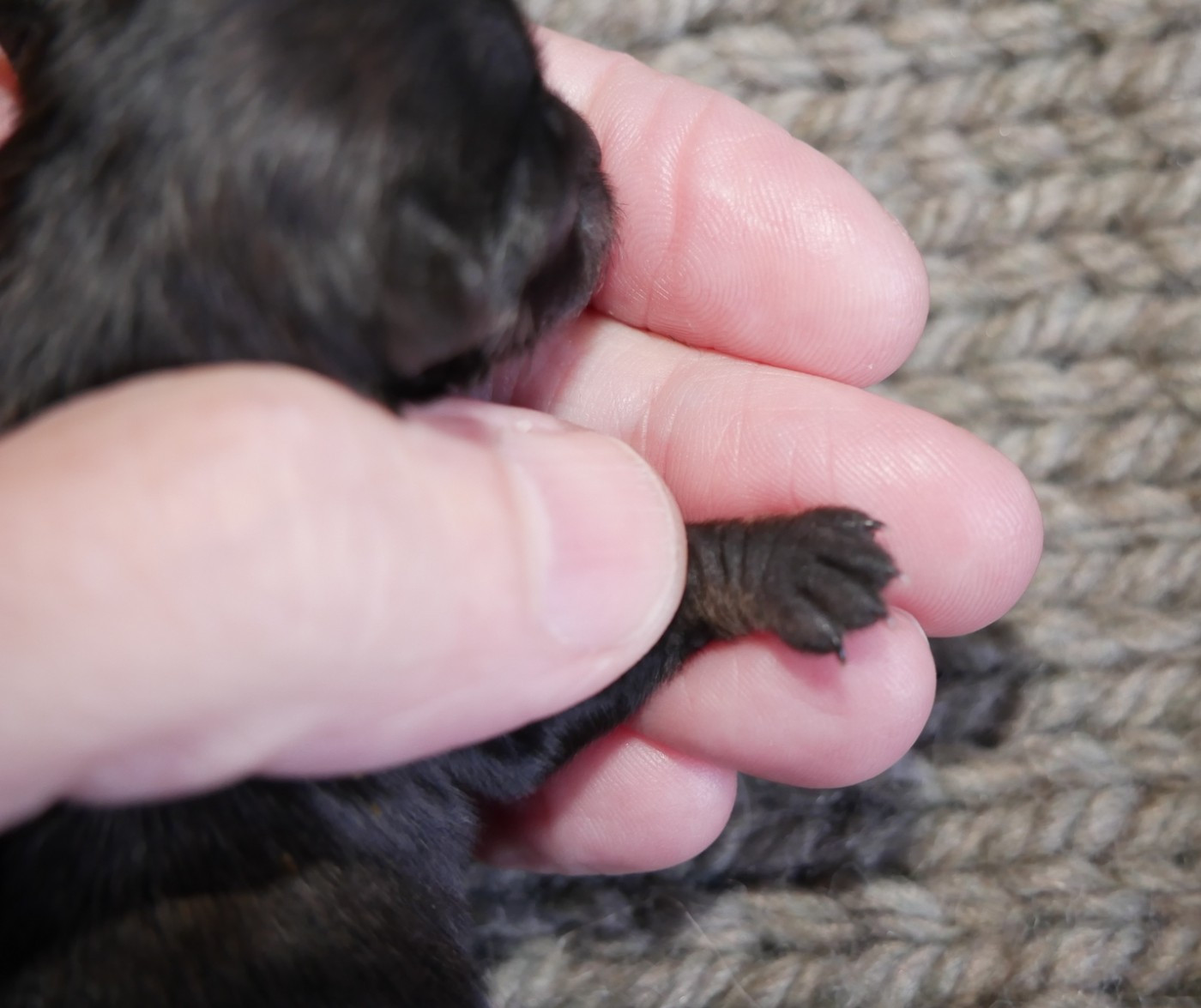 Chiot Chihuahua Dollhouse