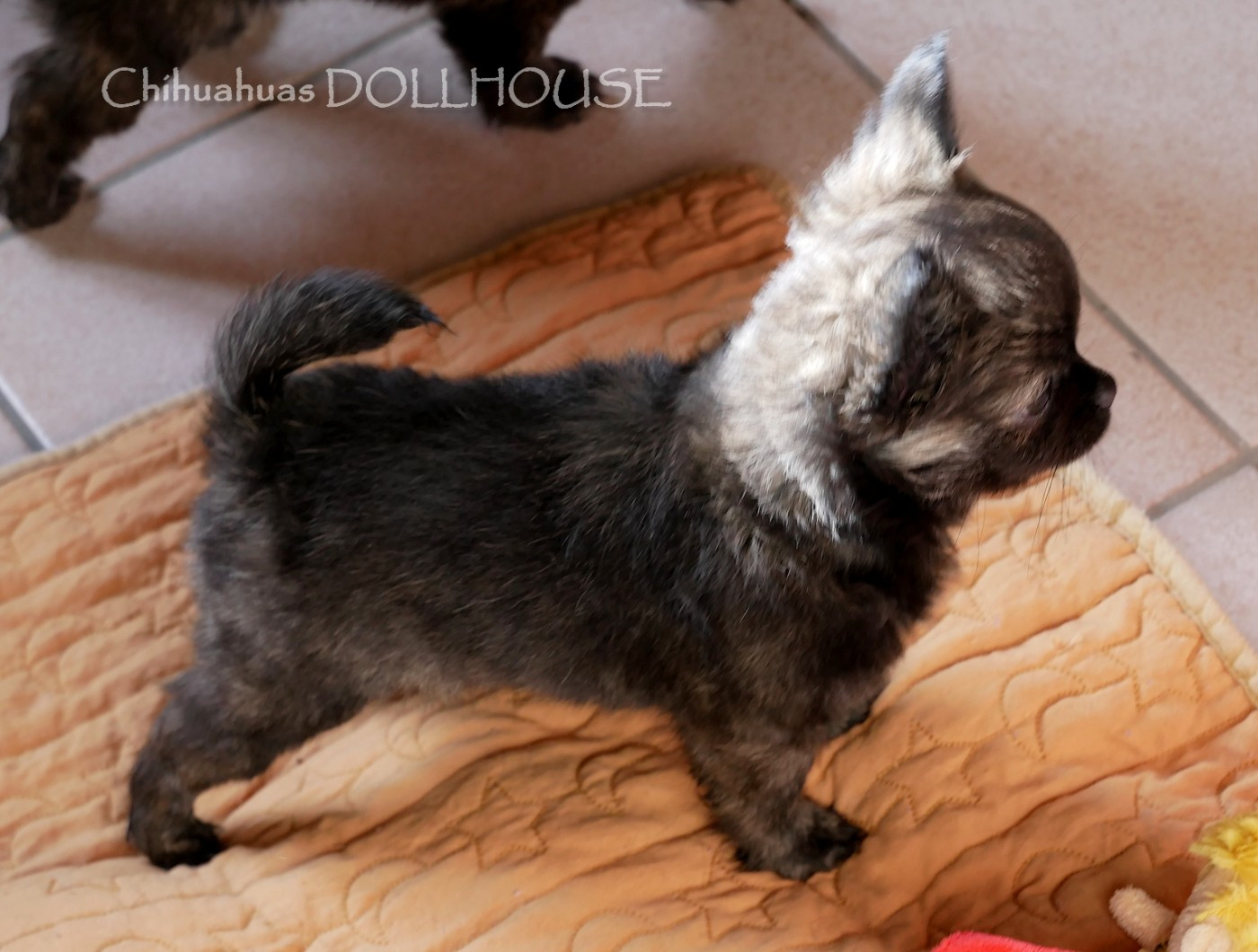 Dollhouse - Chiots disponibles - Chihuahua