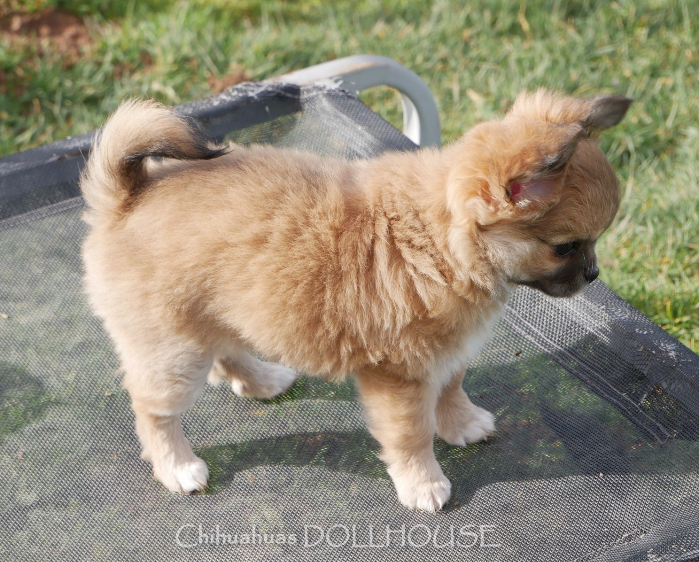 Dollhouse - Chiots disponibles - Chihuahua