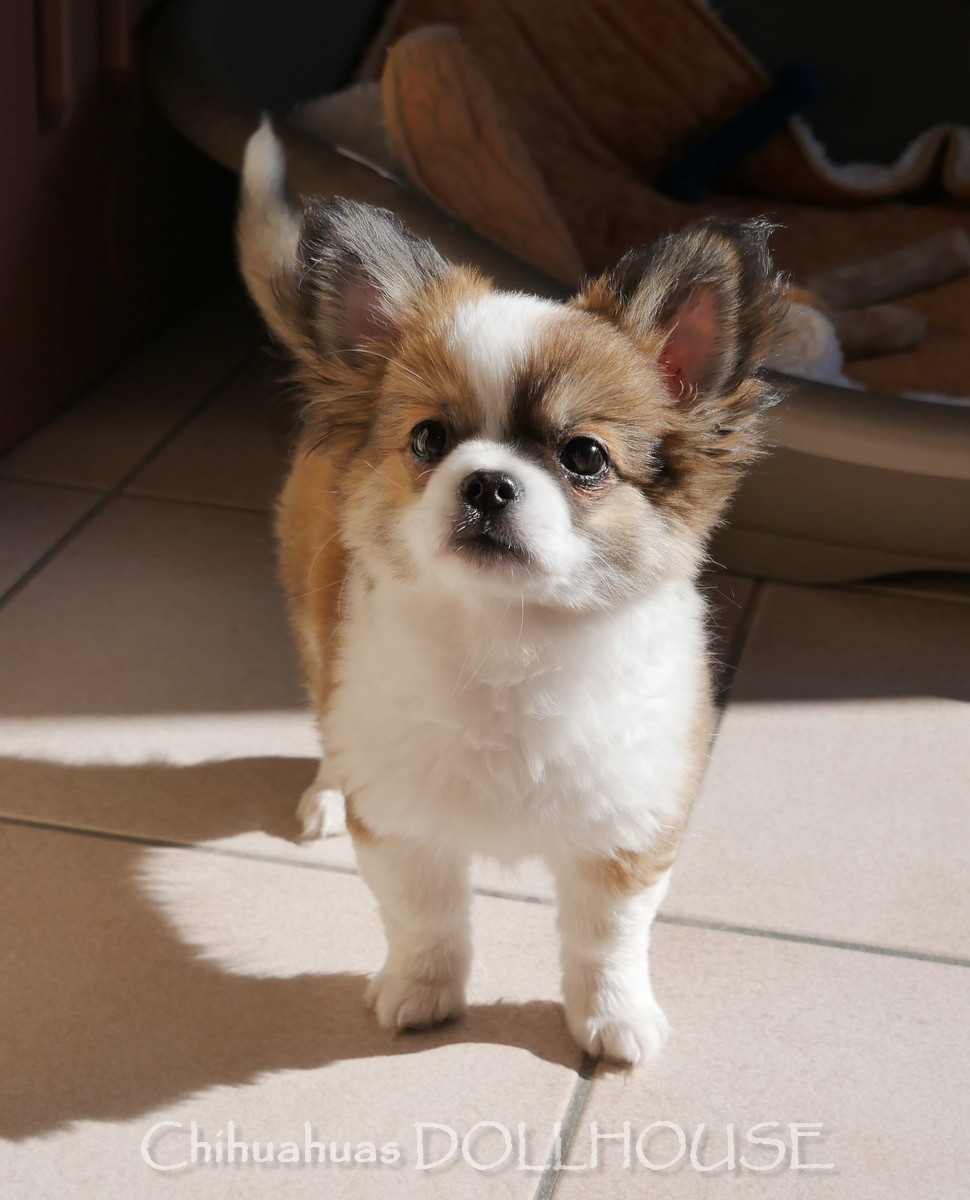Dollhouse - Chiots disponibles - Chihuahua