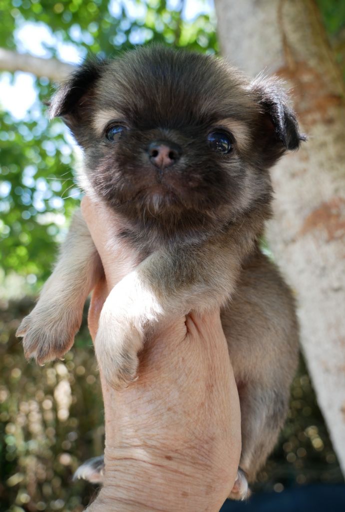 Dollhouse - Chiots disponibles - Chihuahua
