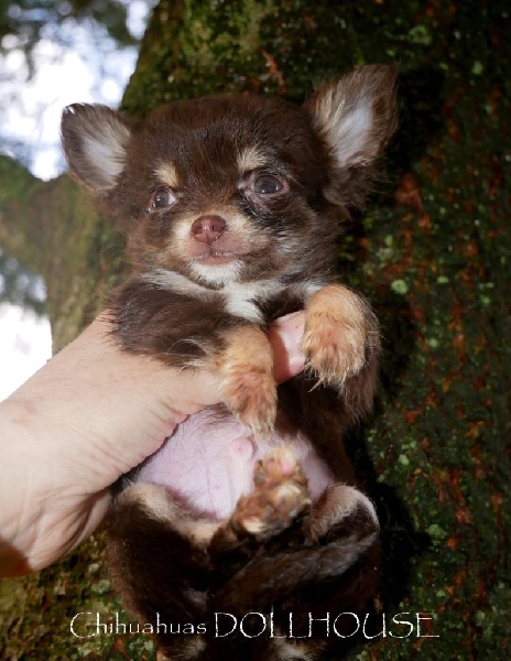 Chiot Chihuahua Dollhouse