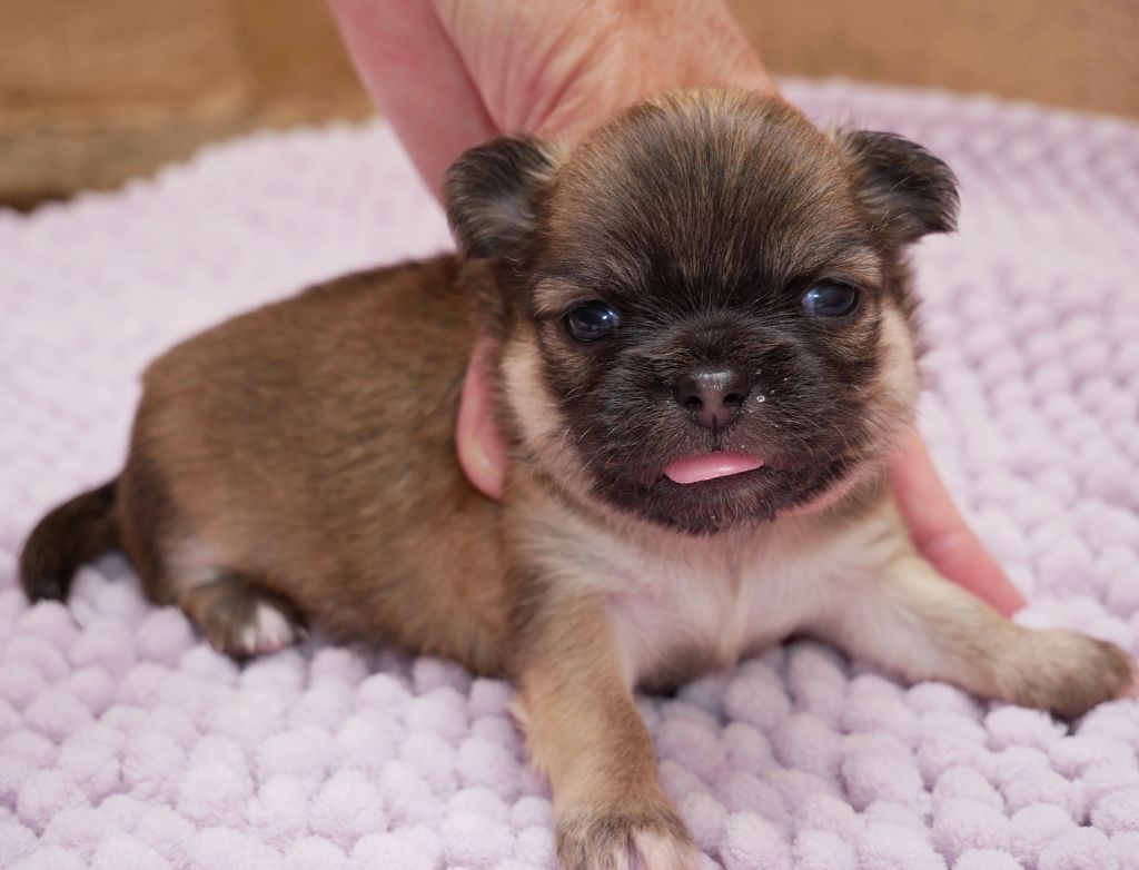 Dollhouse - Chiots disponibles - Chihuahua